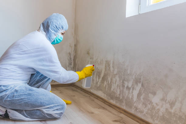 Licensed Black Mold Remediation service in Petoskey, MI - Car Mold Remediation