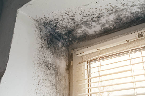 Affordable Black Mold Remediation solutions in Petoskey, MI