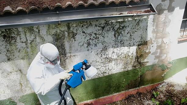 Top rated local Black Mold Remediation specialists in Petoskey, MI